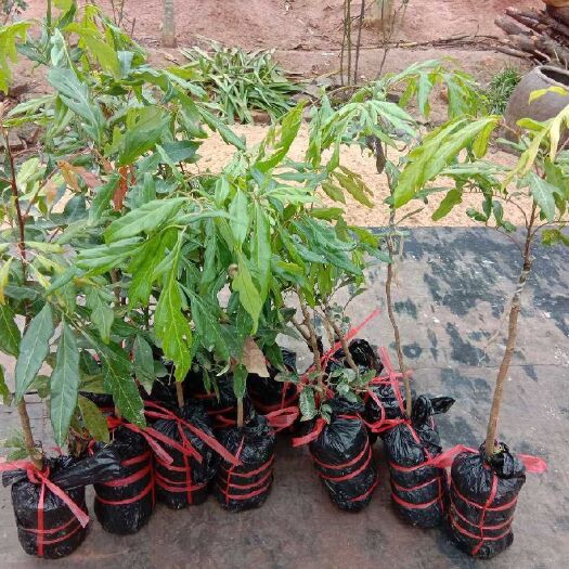灵山县四季龙眼苗 无核龙眼四季龙眼树苗新品果苗嫁接果树苗可盆栽地栽当年四季结果