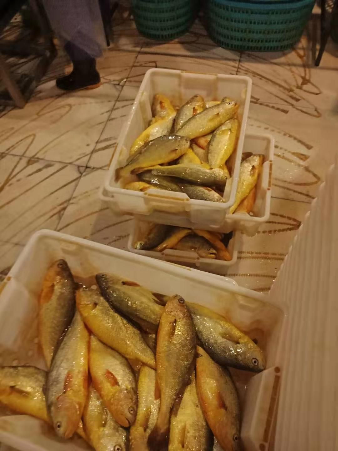  冰鲜黄花鱼，当天捕捞，全国发货