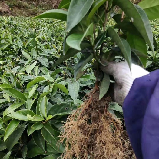 通道县粉红黑老虎苗 布福娜黑老虎一年苗包邮基地直达发