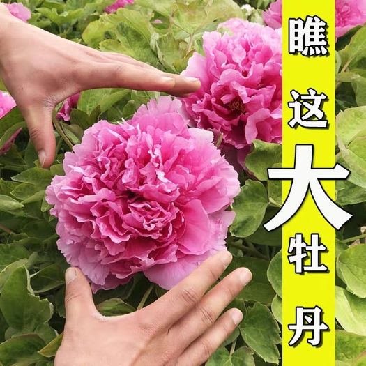 平邑县 菏泽牡丹花品质优良保湿发货成活率高带土发货