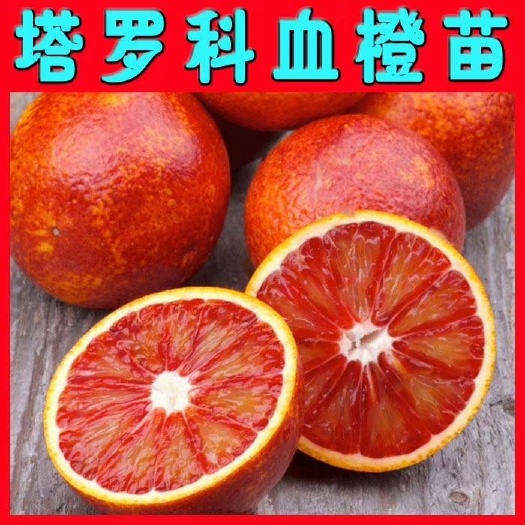 永修县 塔罗科血橙苗。