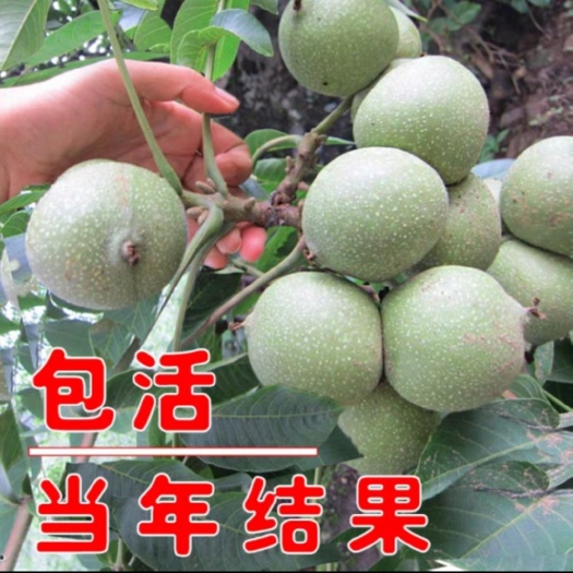 平邑县薄皮核桃苗  核桃树幼苗当年结果嫁接苗特大核桃苗大树适合北方南方栽苗树