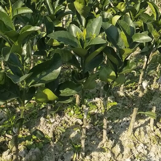 钦州茂谷柑苗 香橙头茂谷柑
