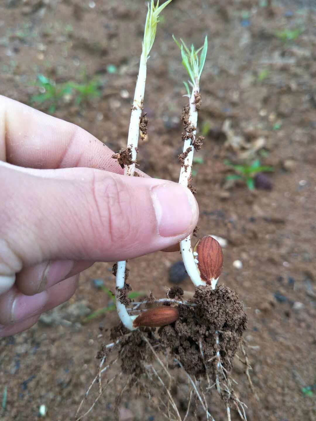 毛桃苗 10cm左右