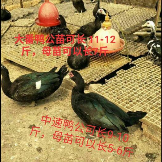南宁 番鸭苗，中花番苗，旱鸭苗，火鸭苗 质量保证包路损包疫苗