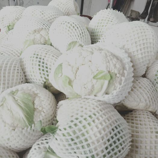 枝江市白花菜己大量上市质量非常好、量也大，欢迎老板选购