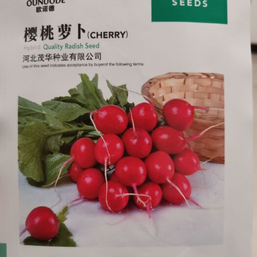 夏邑县樱桃萝卜种子，肉质白色脆嫩，速生，抗裂球，耐糠心
