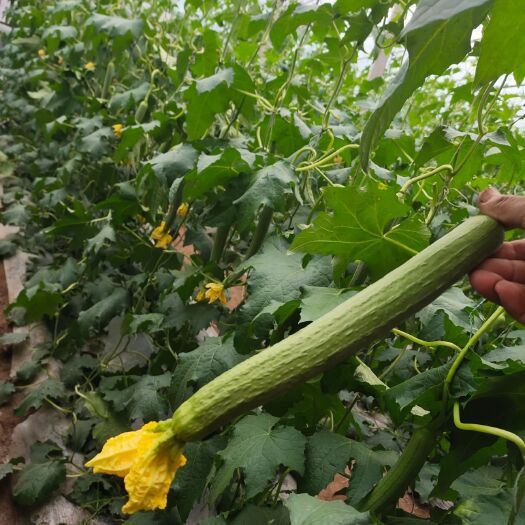 寿光市鲜花丝瓜 供应各种蔬菜，提供收购场地