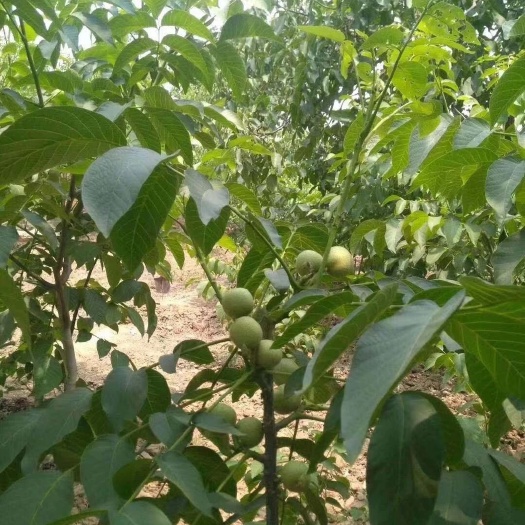 河间市8518核桃苗 专用种植核桃及树苗15年，产量高，收益大。