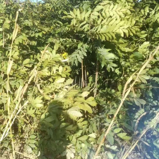 平凉 美国黑核桃苗猴头核桃苗