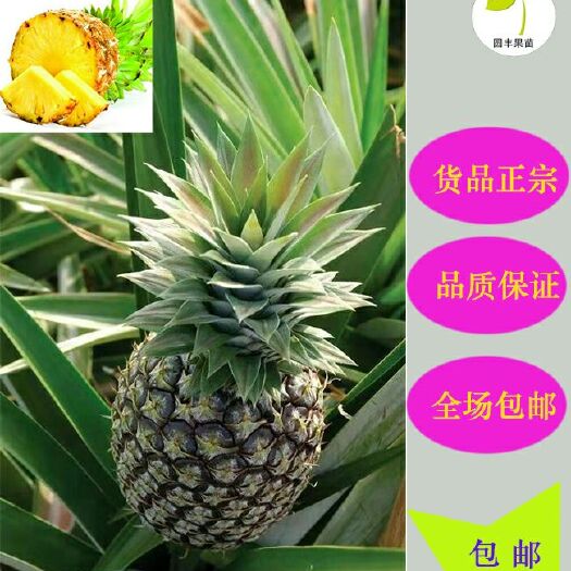 灵山县皇后菠萝苗 可盆栽可地植，果实产量高，高成活 包邮