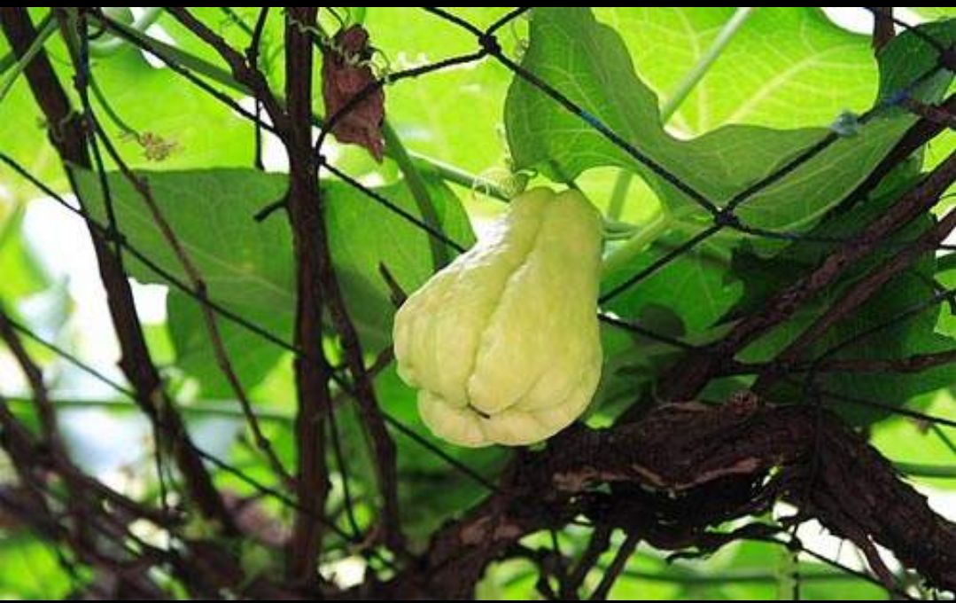 佛手瓜苗(包邮)