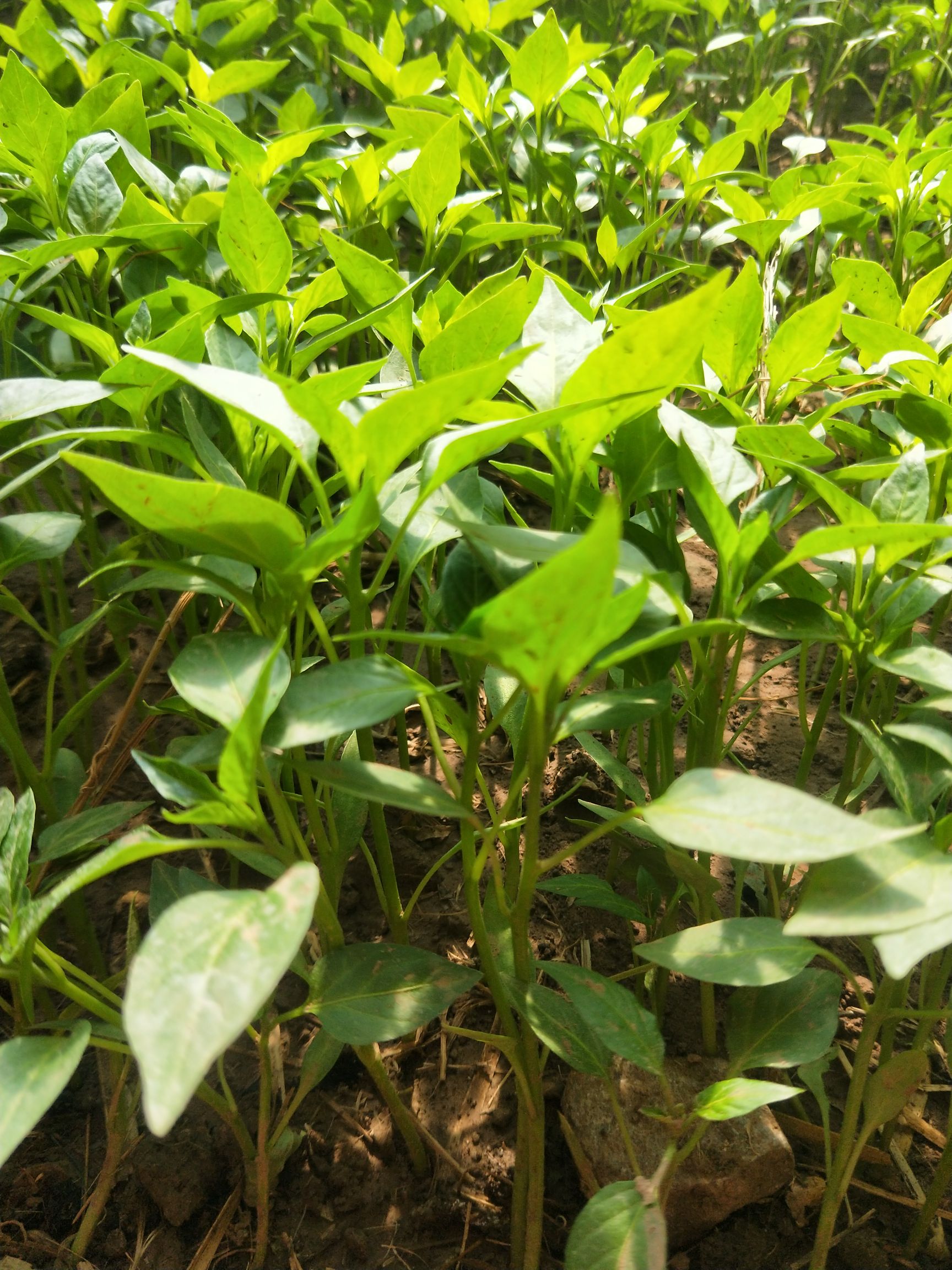 螺丝辣椒苗 螺丝椒苗抗病防毒害农家蔬菜大棚育苗品质有保障