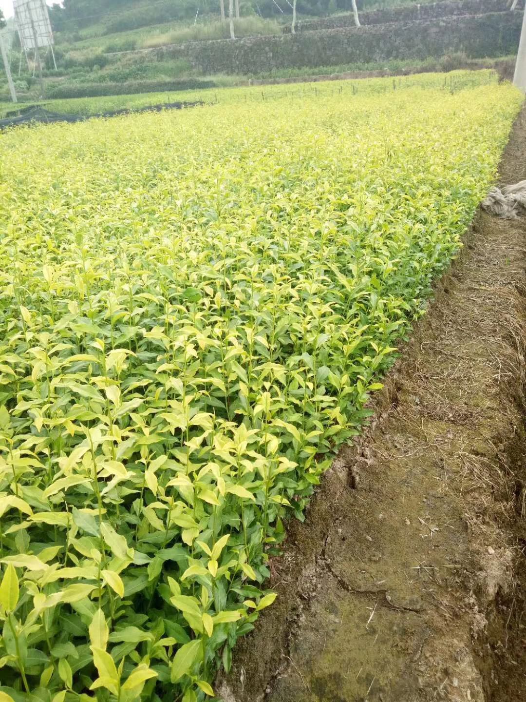 乌牛早茶苗  龙井茶叶苗 黄金牙 乌牛早 奶白茶 龙井茶白茶苗