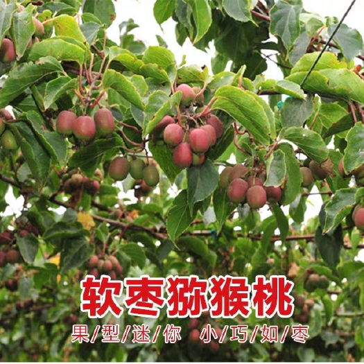 平邑县软枣猕猴桃苗  软枣弥胡桃苗基地直供结果多多嫁接苗适合南北方种植