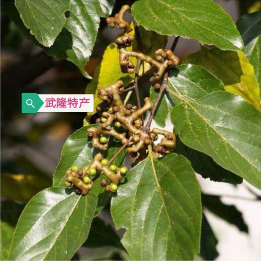 重庆市拐枣苗  拐枣树苗 鸡爪梨万寿果树苗 金钩子梨枣苗