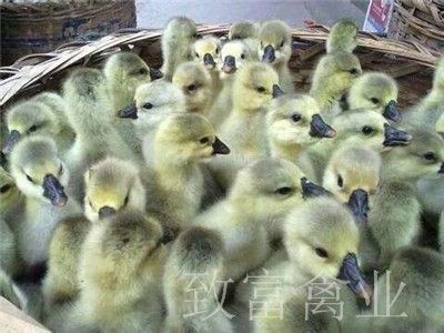 昆明狮头鹅苗 大种狮头鹅苗 纯种脱温狮头鹅苗