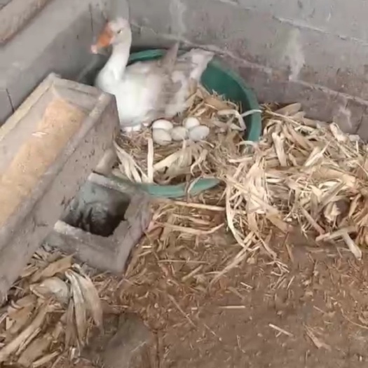 桓仁县土鹅蛋 食用 箱装