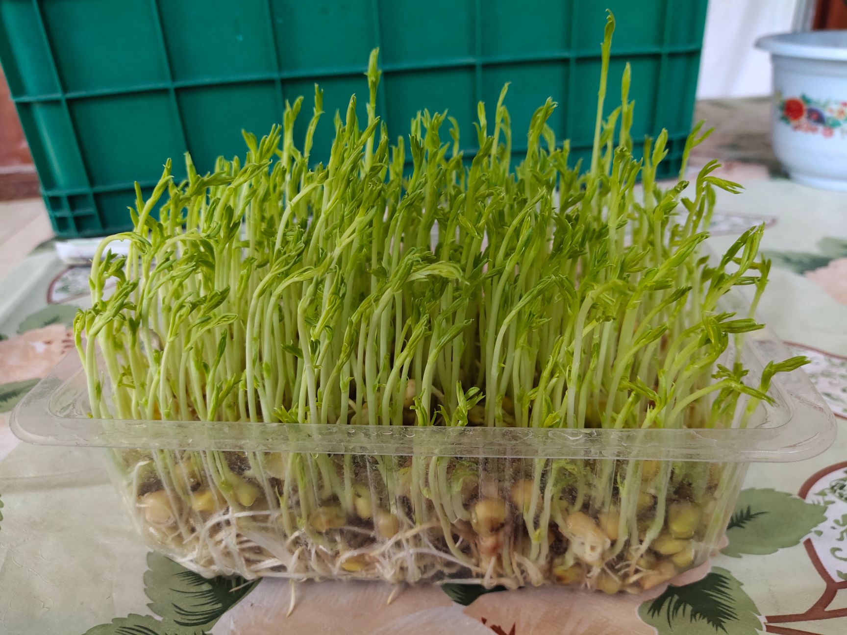 松柳芽 芽苗菜，松柳苗