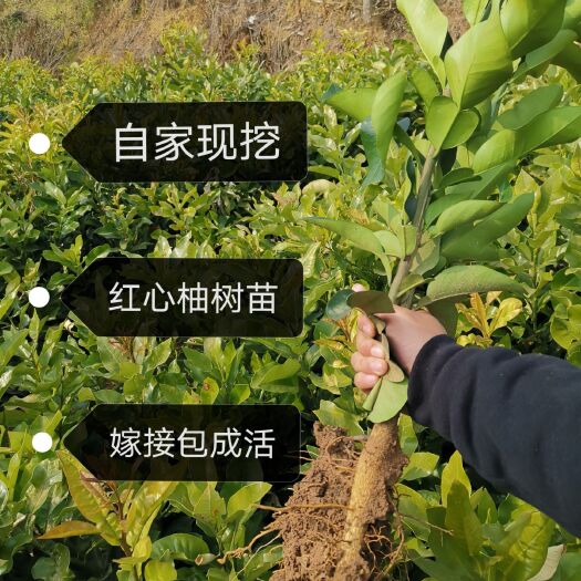 巴中 自家种的嫁接红心柚树苗