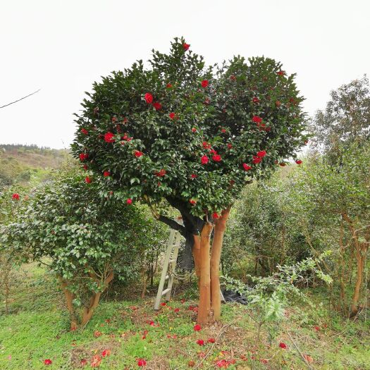 兴安县 茶花树  十多年树
