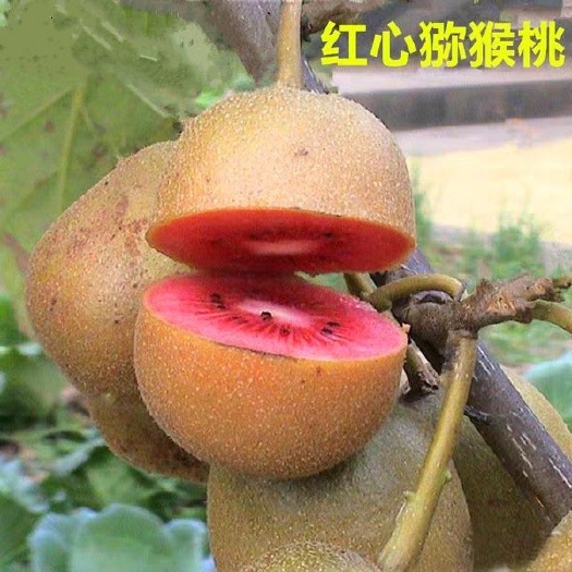 平邑县软枣猕猴桃苗  红心猕猴桃苗南方北方种植 包邮  保证品质 24h发货