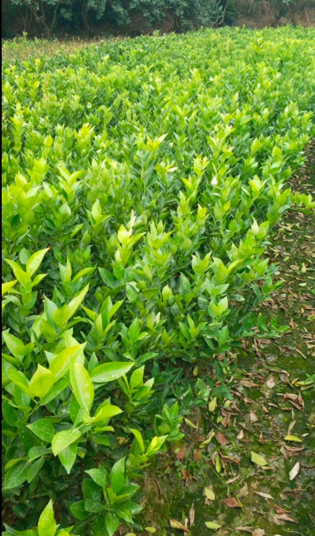 皇帝柑苗