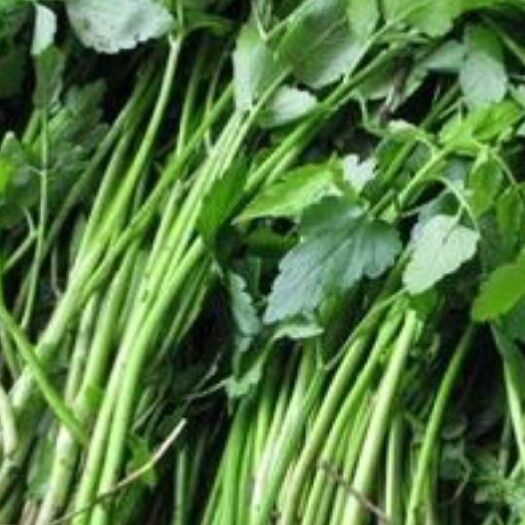 高安市 专业批量销售季节性山野菜