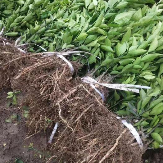 重庆市 血橙苗，基地苗，价格美丽欢迎光临