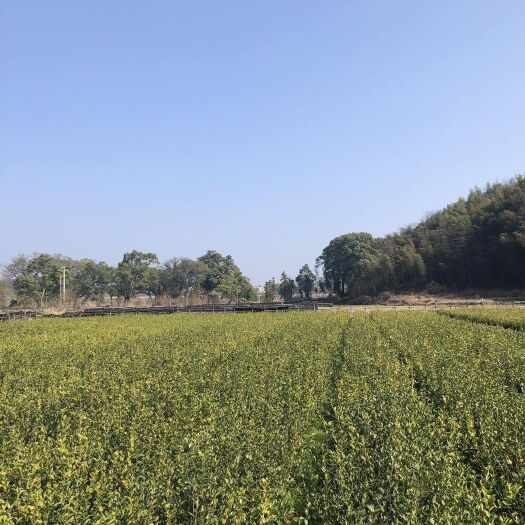 分宜县油茶苗 茶苗基地大量出售两年25公分1.2元，一年茶苗0.45