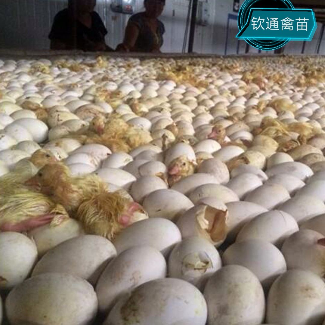 狮头鹅苗
