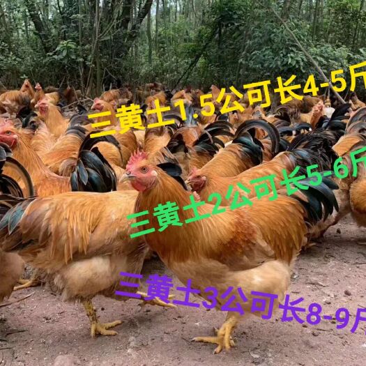 南宁 中三黄土1.5，三黄土2，三黄土3鸡苗 ，出壳疫苗