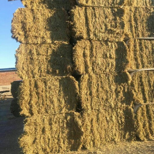 盘山县 大量水稻秸秆饲料