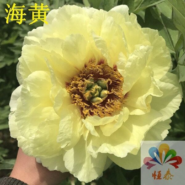 牡丹苗菏泽牡丹花苗带芽孢发货花室植物盆栽单瓣多分枝(混色)