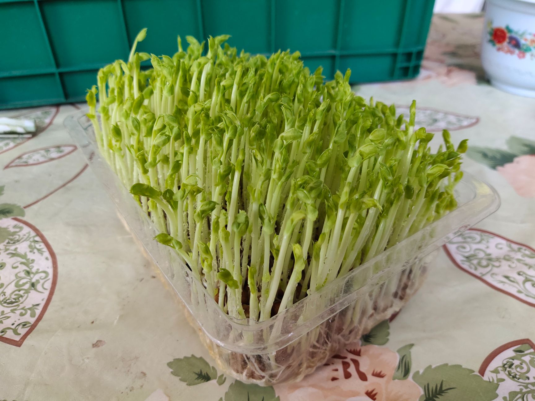  有机芽苗菜豌豆苗