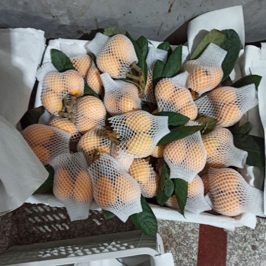 云霄县云霄枇杷