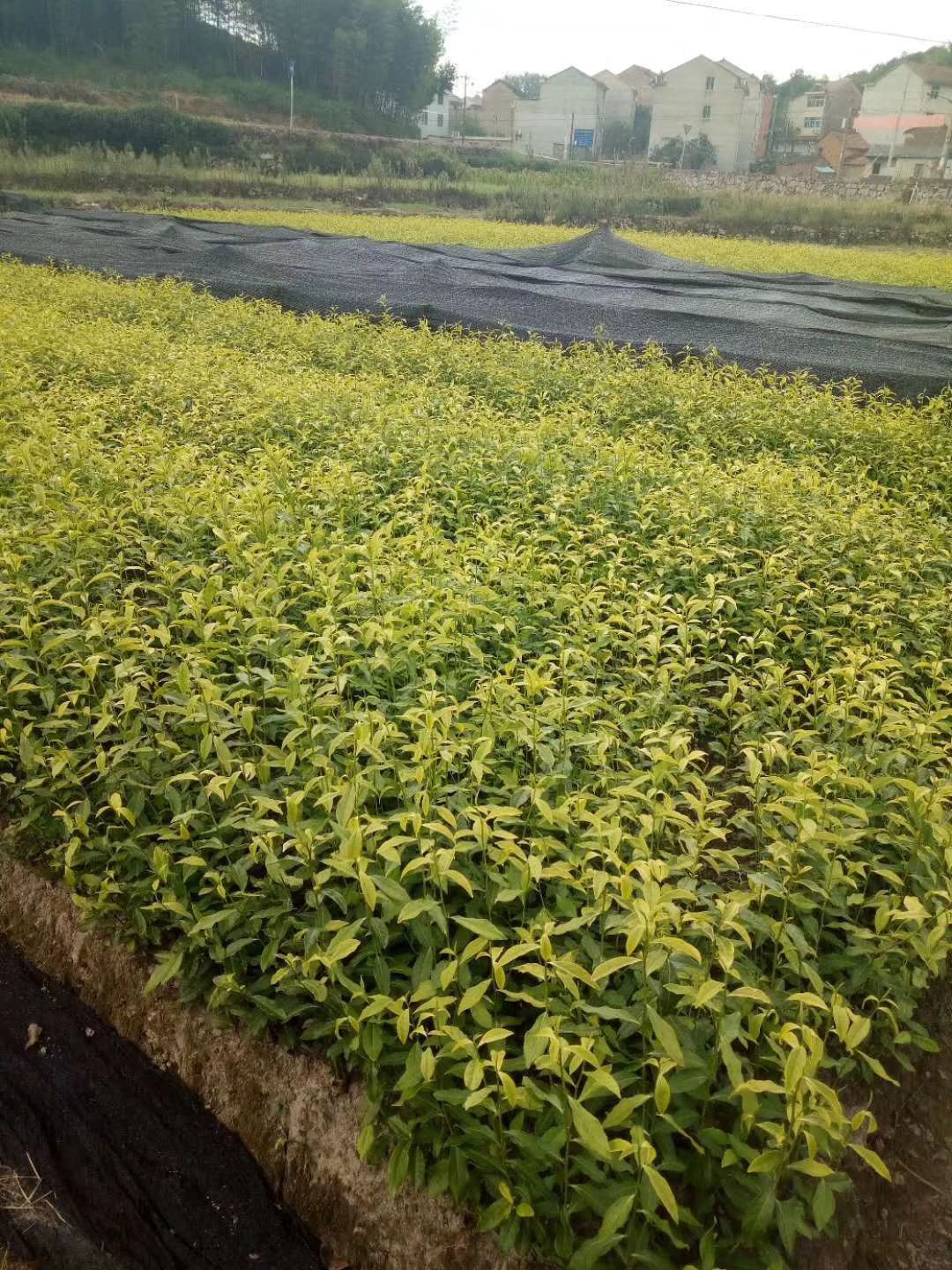 乌牛早茶苗  龙井茶叶苗 黄金牙 乌牛早 奶白茶 龙井茶白茶苗