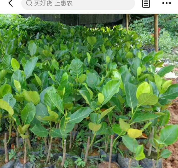 红肉菠萝蜜苗