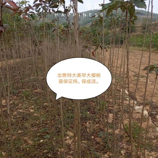 五莲县 大樱桃苗  从基地发