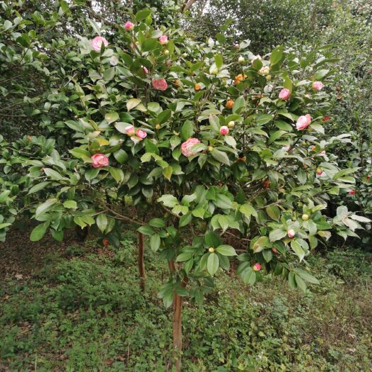 兴安县 茶花-愿望 十多年茶花树