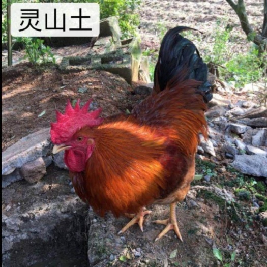 南宁 桂香鸡苗 广西灵山土鸡品种 小麻土鸡脚细 厂家销售活体邮运