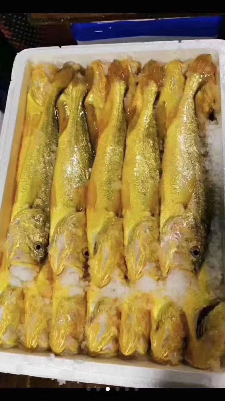  冰鲜黄花鱼，当天捕捞，全国发货