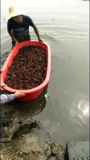 沭阳县小龙虾苗 常年 出售 种虾