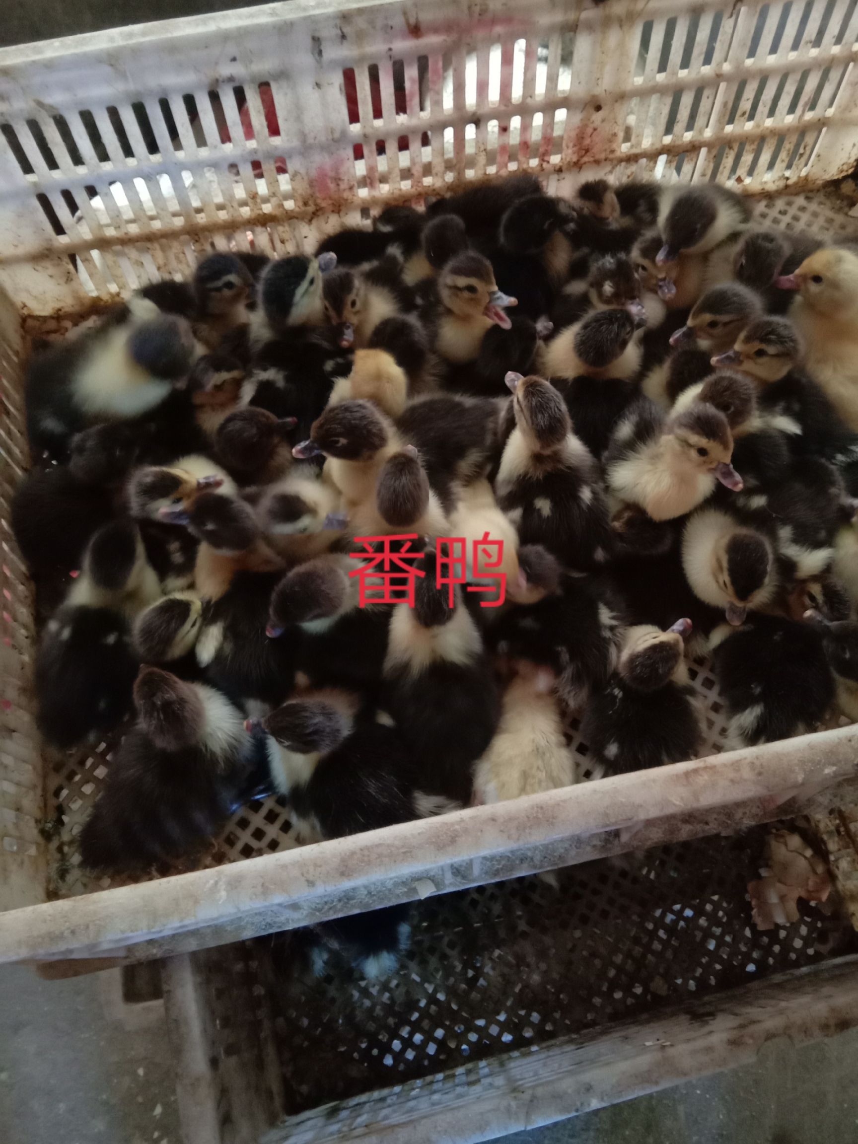 西洋鸭苗  大种花番鸭出壳苗200只起发货