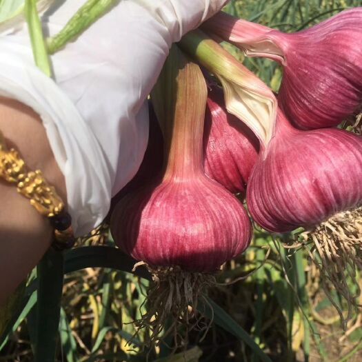 弥渡县紫皮独头蒜 4.5-5.0cm 多瓣蒜