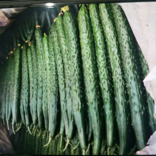 沂南县刺黄瓜 山东省临沂市沂南县 35~45cm