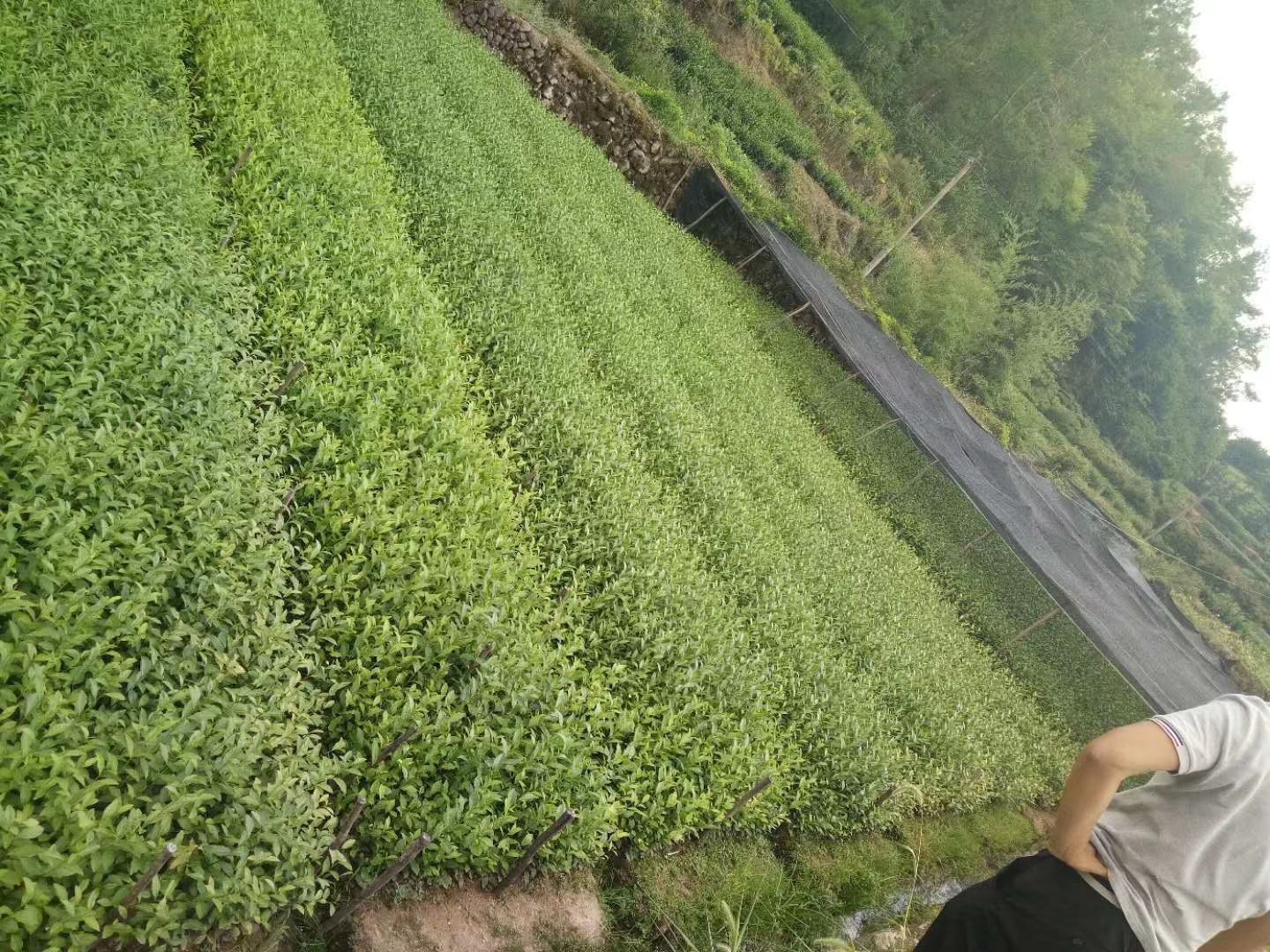 乌牛早茶苗  龙井茶叶苗 黄金牙 乌牛早 奶白茶 龙井茶白茶苗