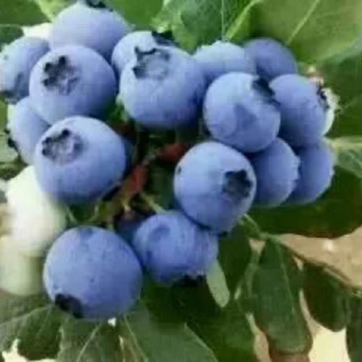 沂水县 蓝莓(大型种植基地)