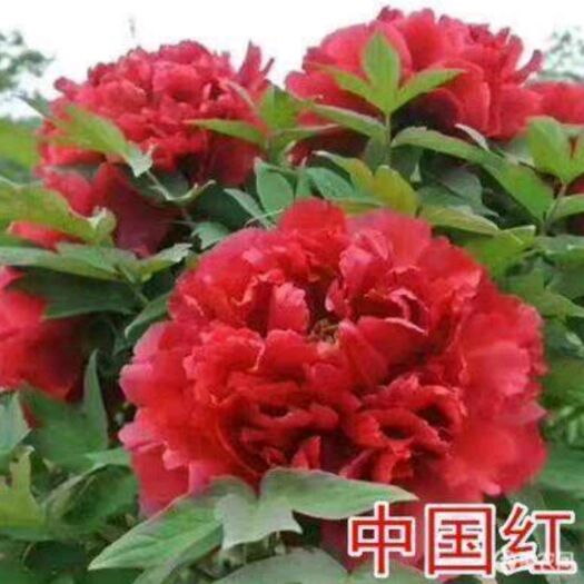 宿迁牡丹苗菏泽牡丹花苗带芽孢发货花室植物盆栽单瓣多分枝(混色)