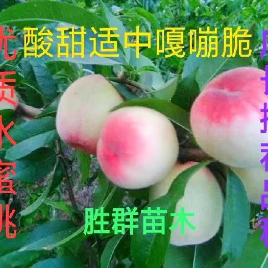 平邑县中华脆蜜桃树苗 优质爽口脆皮中华蜜桃苗